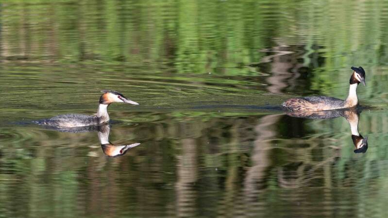biesbosch-8-standard-2huxbc.jpg