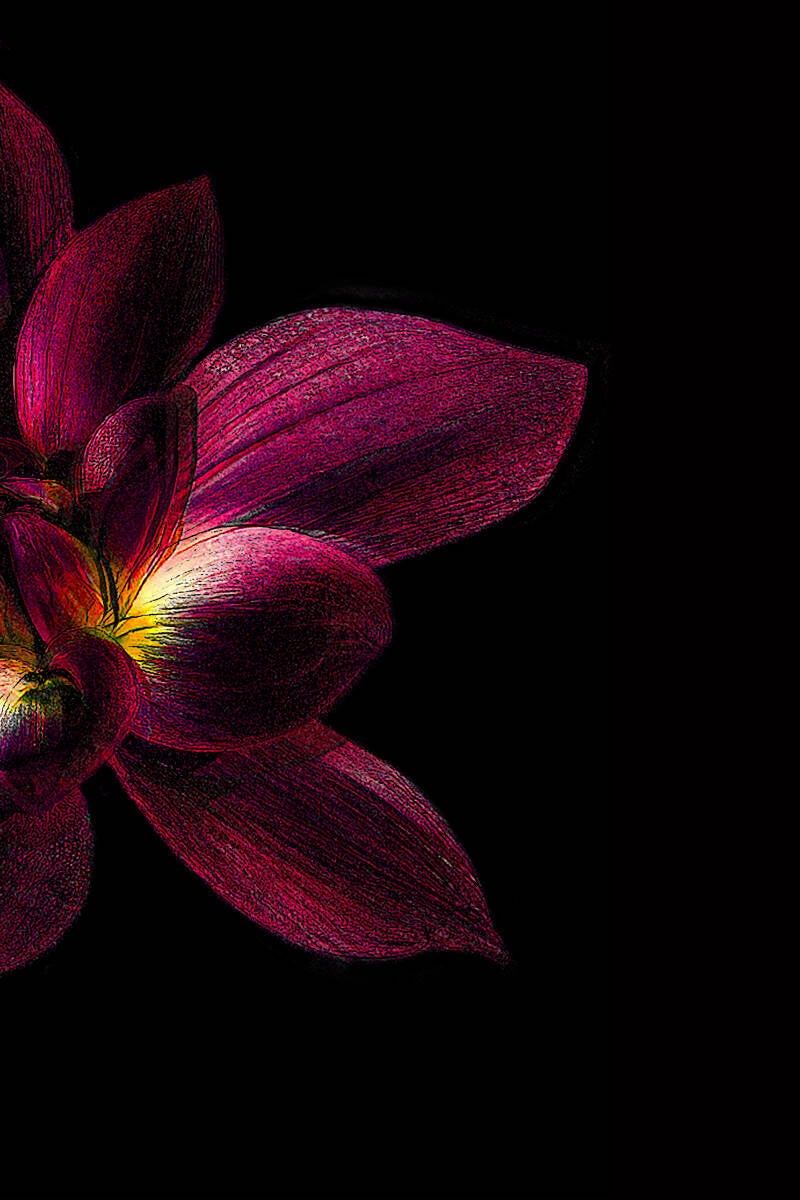 dahlia