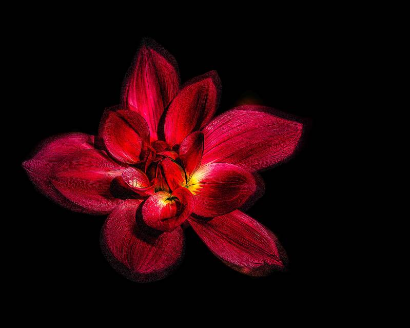 dahlia-donkerrood