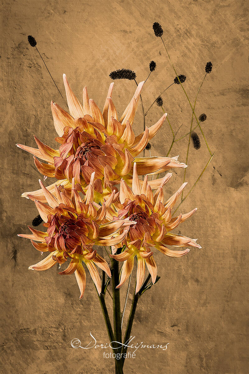 dahlia's