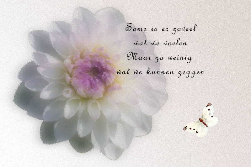 9.dahlia-met-vlinder