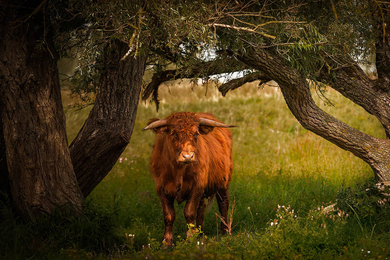 schotse hooglander