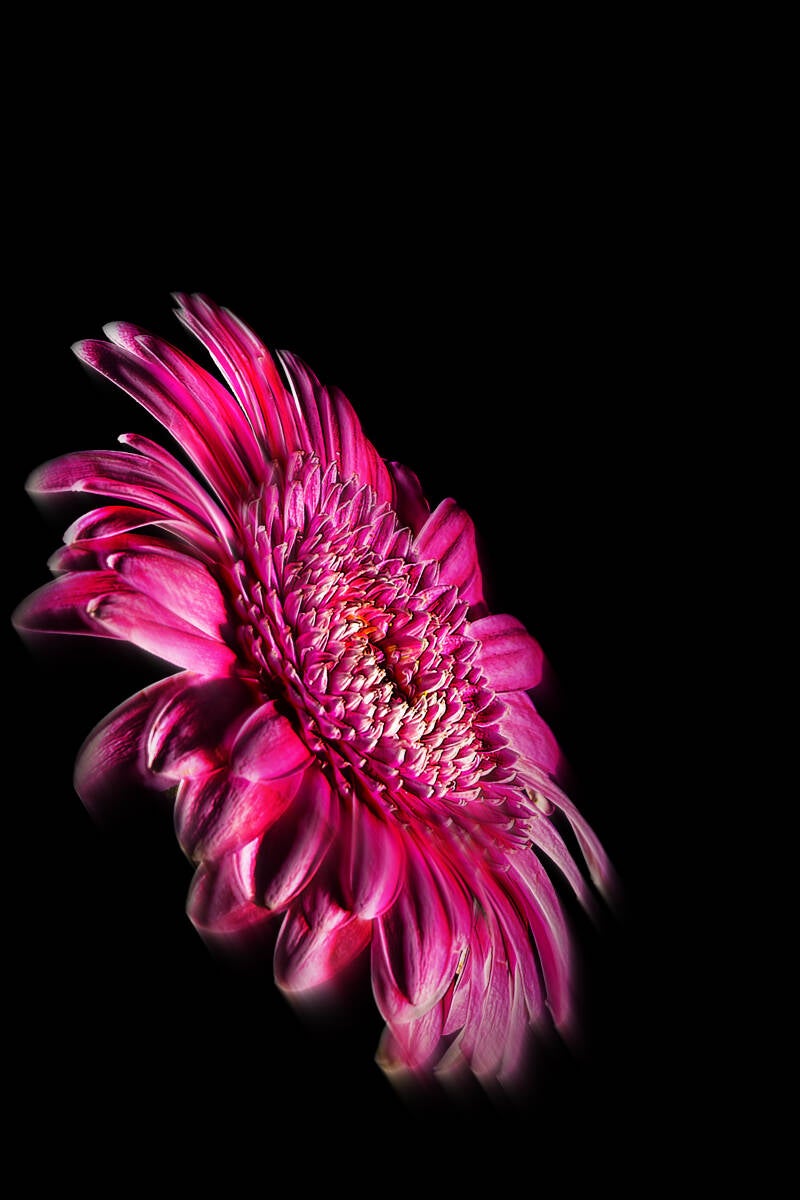 gerbera-2-standard.jpg