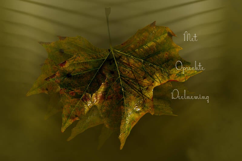herfstblad-standard-82ea5m.jpg