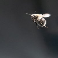 hommel-standard.jpg