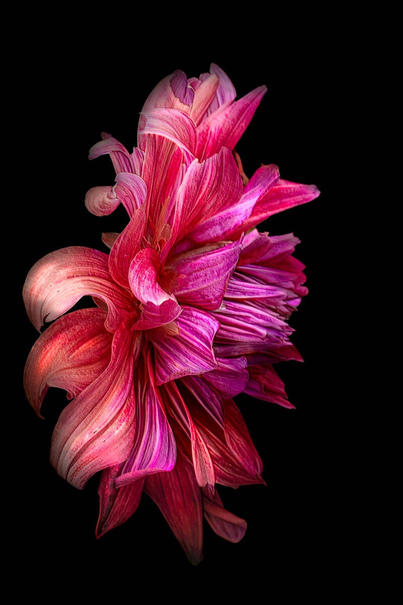 dahlia rood