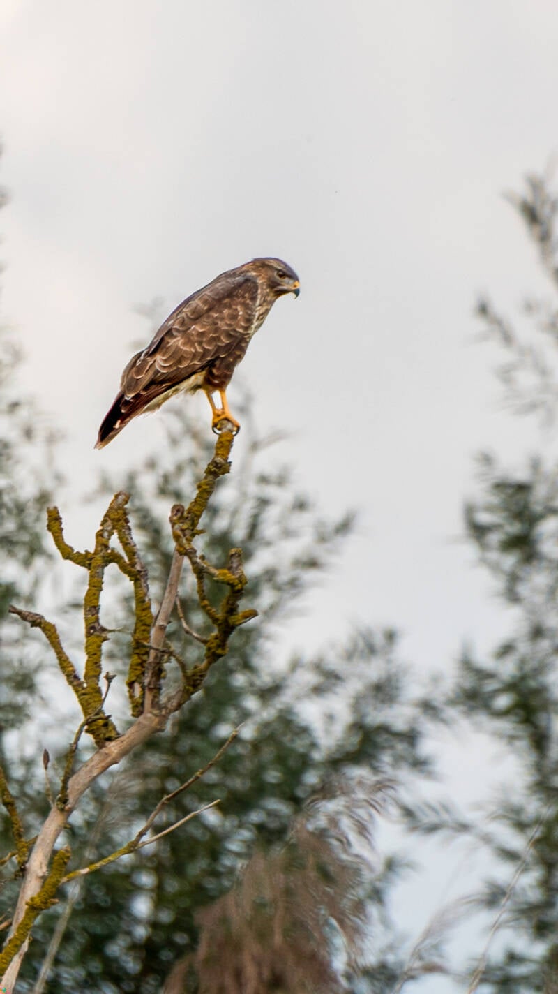 buizerd