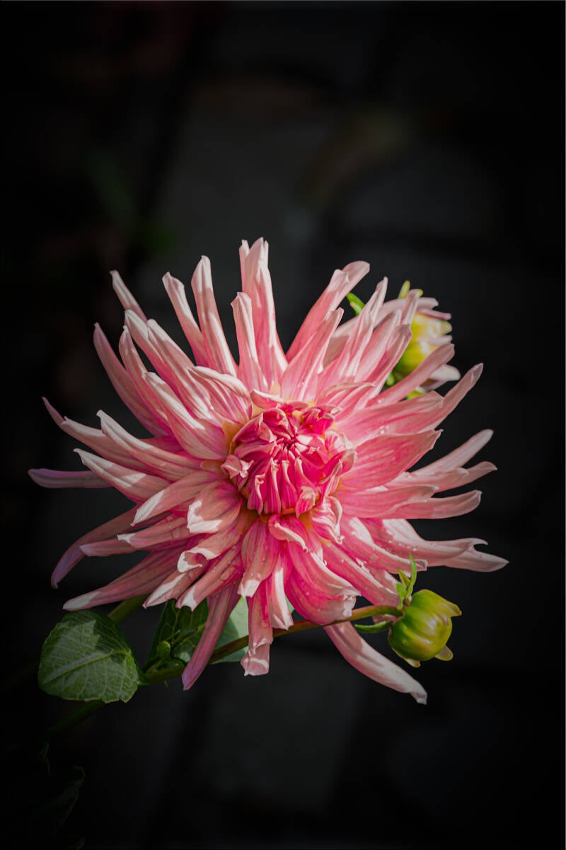 dahlia