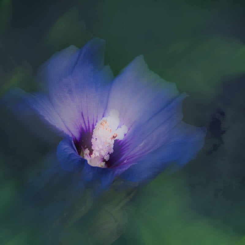 hibiscus
