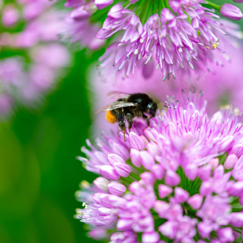 sier ui met hommel
