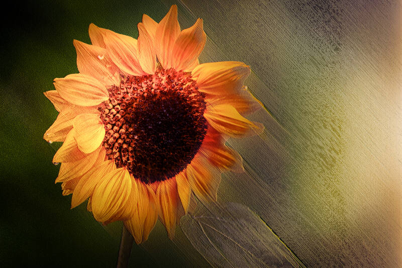 zonnebloem