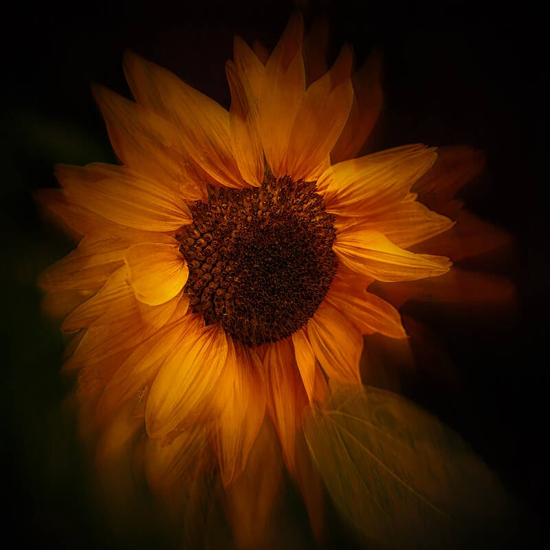 zonnebloem