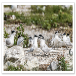 DSC_4752-3.png