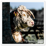 _DSC0175-2.png
