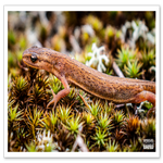DSC_3460-2.png