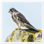 _DSC0693-2-2.png