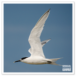 _DSC0147-2.png