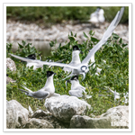 DSC_4758-2.png