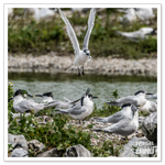 DSC_4735-3.png