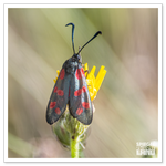 DSC_6157-2.png