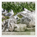 DSC_4774-3.png