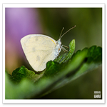 _DSC0470-2.png
