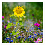 _DSC1182-2.png