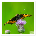 _DSC1169-2.png