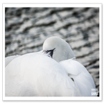 _DSC0486-2.png