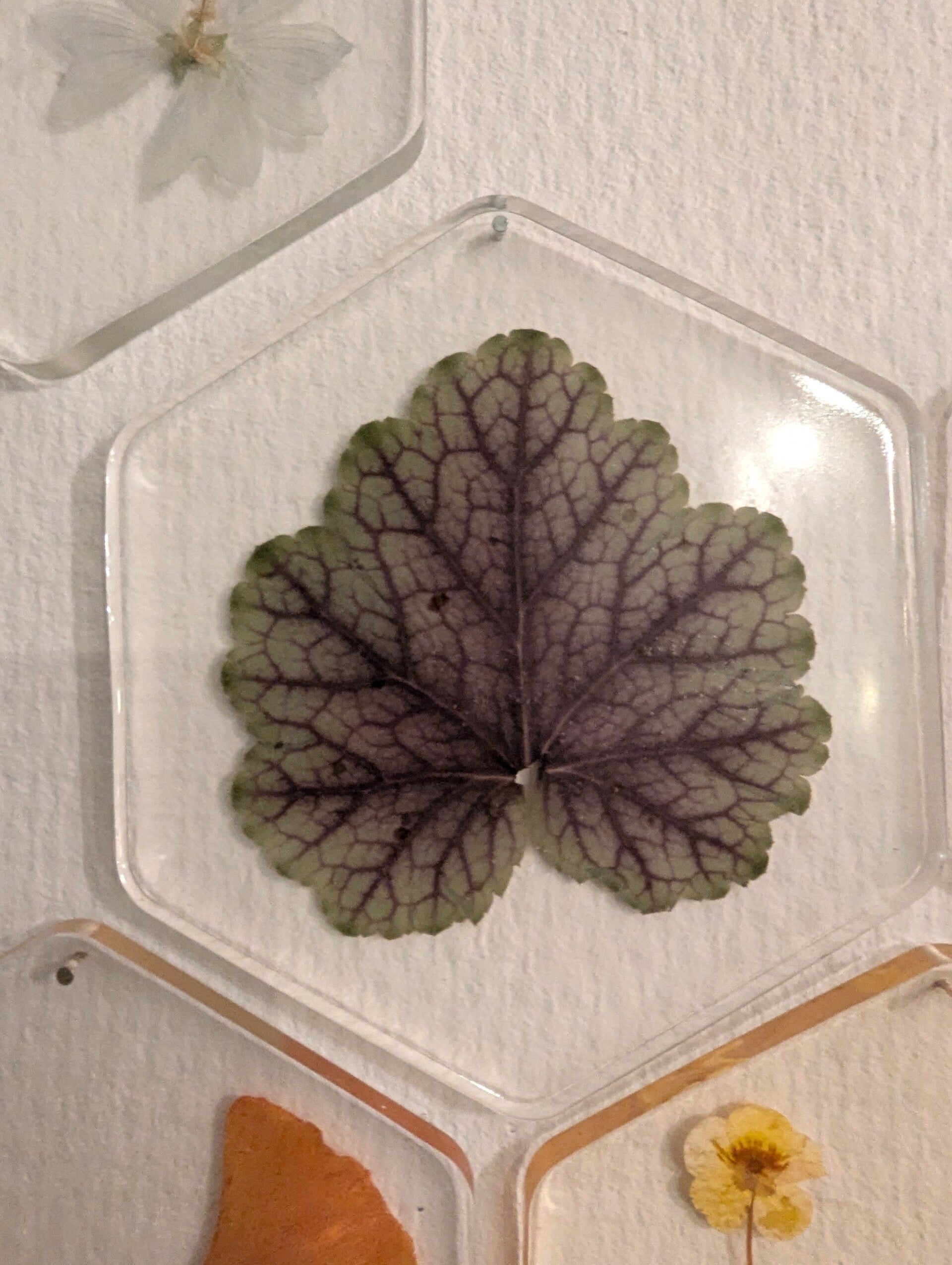 Hexagon met bloemen / blaadjes