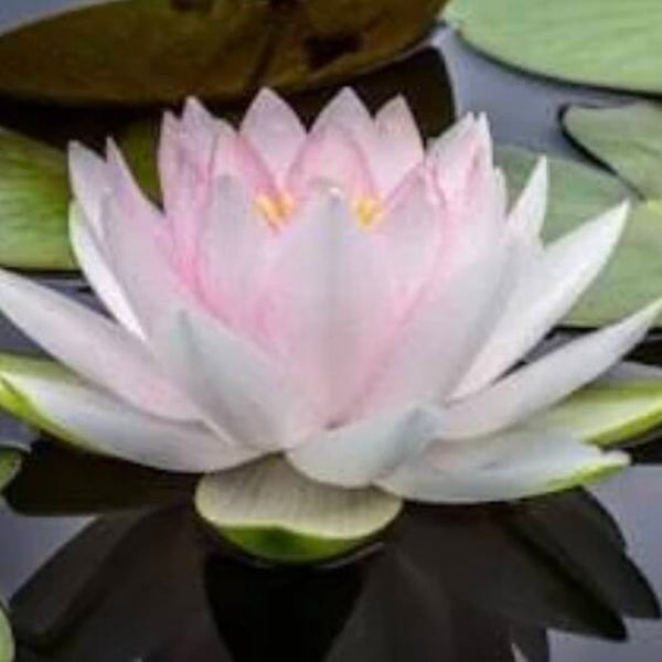 Activations et harmonisation des chakras