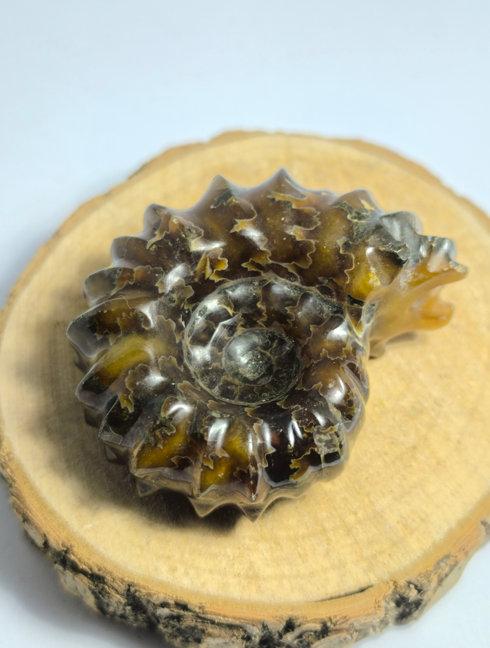 Ammonite Douvilleicéras polie "Tracteur"