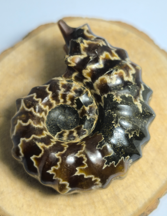 L'Ammonite Douvilleicéras polie "Tracteur"