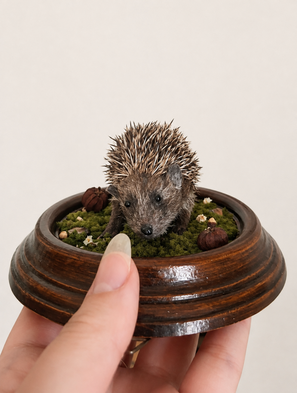 Europese egel - Erinaceus europaeus