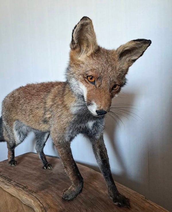 Vulpes vulpes - rode vos