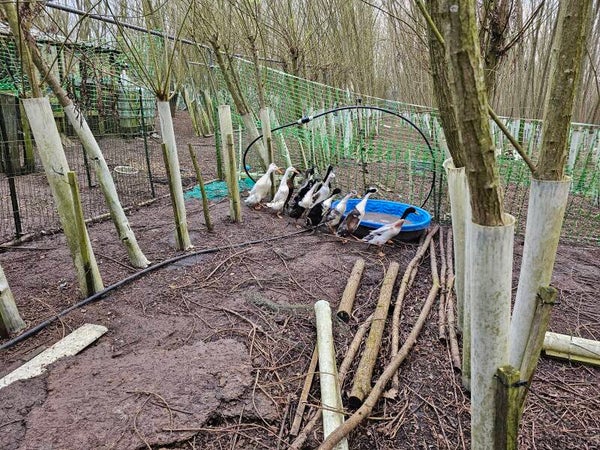 6 X Fertile Indian Runner Duck Hatching Eggs, Mixed Colours
