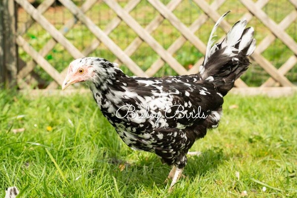 Exchequer Leghorn Point of Lay Hen
