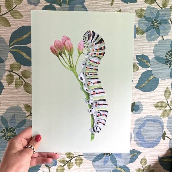 Print rups koninginnepage A4