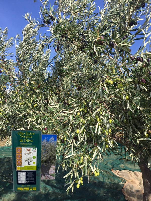Albero di ulivo