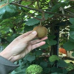 Kiwi