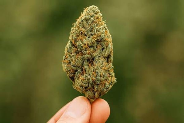 Cali-platinium x2G