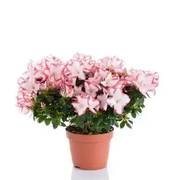 azalea colori assortiti