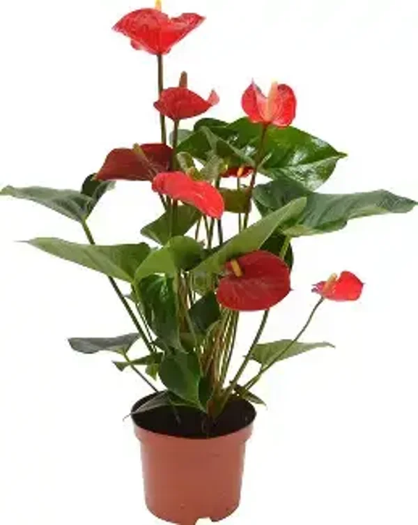 Anthurium