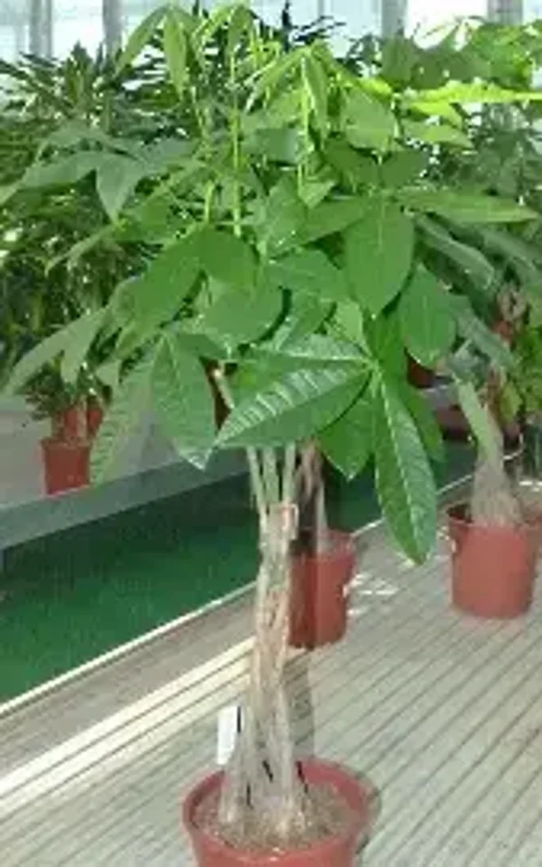 castagna del malabar o piante della fortuna