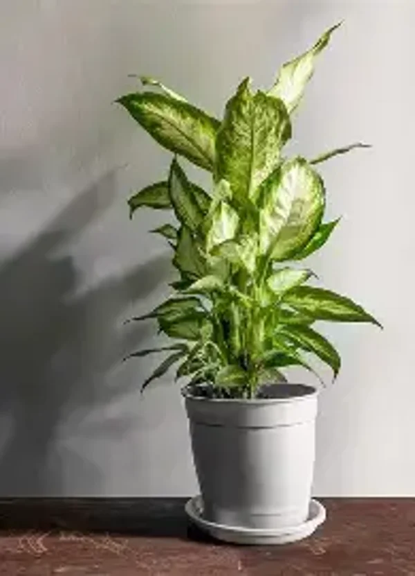 Pianta Dieffenbachia
