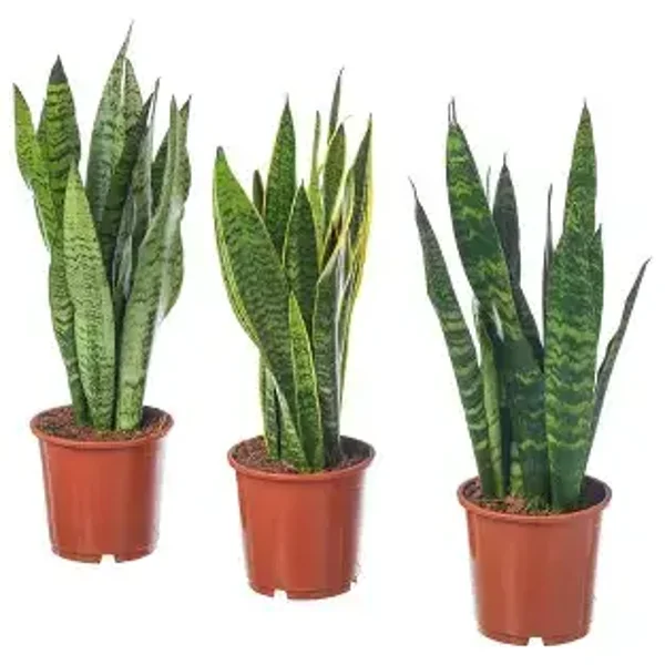 Pianta Sanseveria