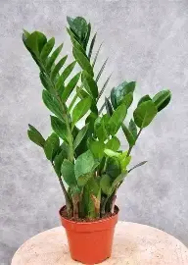 zamioculcas
