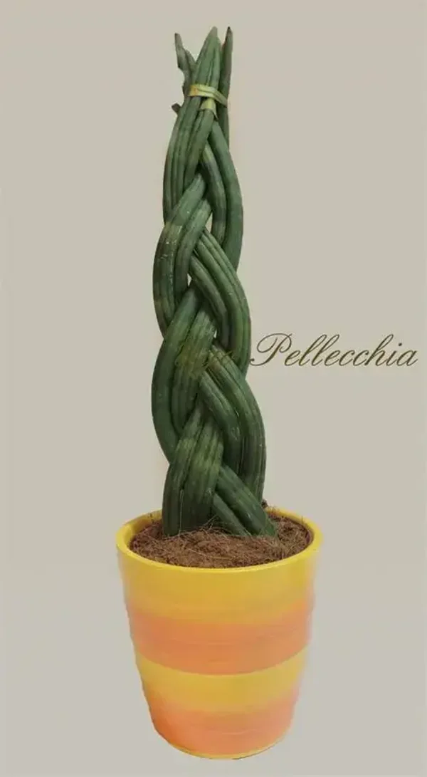 sanseviera intrecciata