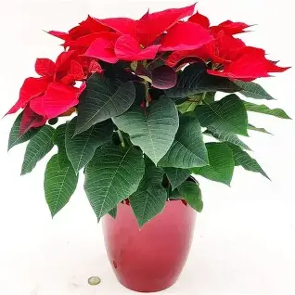 Stella Natale in vaso ceramica