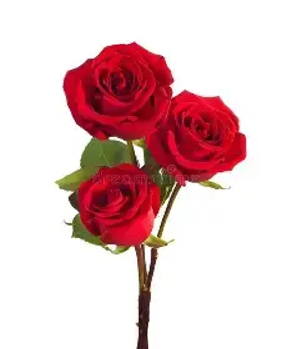 3 Rose Rosse